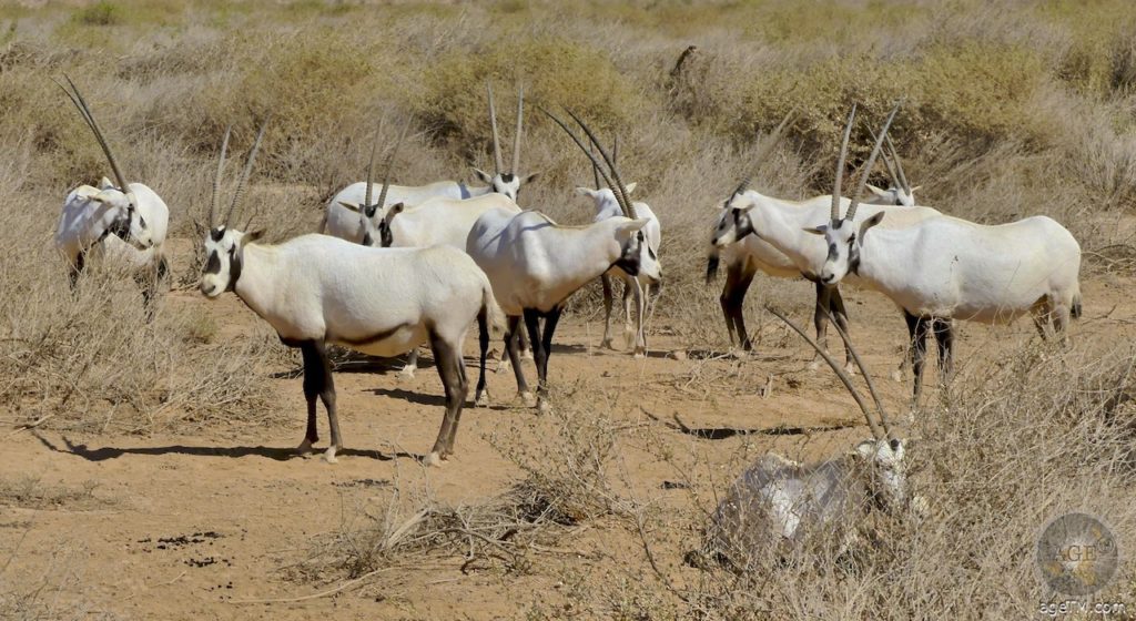 Arabische Oryx Antilopen Herde im RNCN Shaumari Wildlife Reserve Jordanien