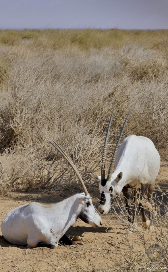 2. Oryx Antilopen im RNCN Shaumari Wildlife Reserve Jordanien