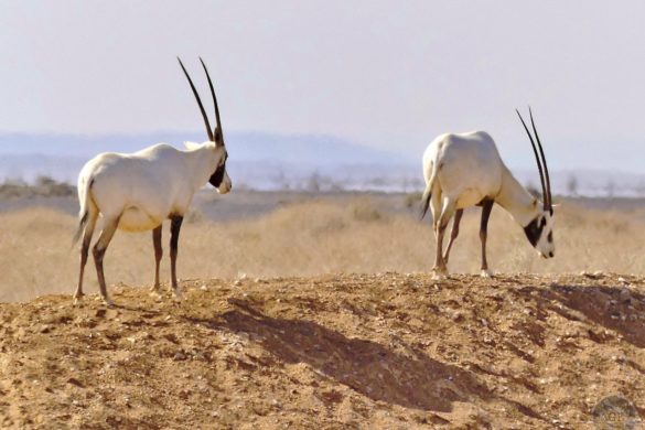 Arabische Oryx Antilopen RNCN Shaumari Wildlife Reserve Jordanien