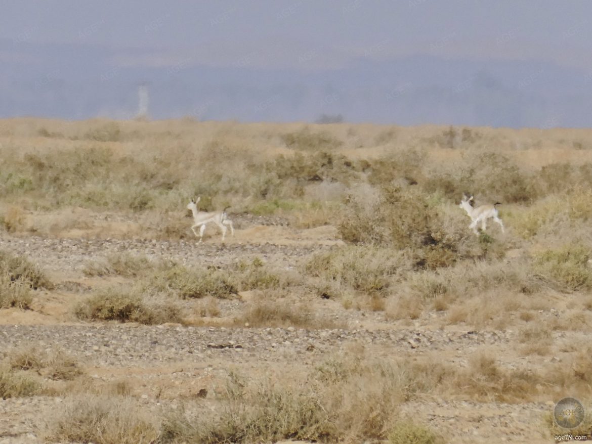 Gazellen im RNCN Shaumari Wildlife Reserve Jordanien