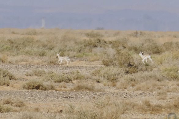 Gazellen im RNCN Shaumari Wildlife Reserve Jordanien