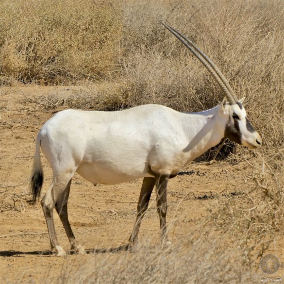 Oryx Antilope Oryx im RNCN Shaumari Wildlife Reserve Jordanien