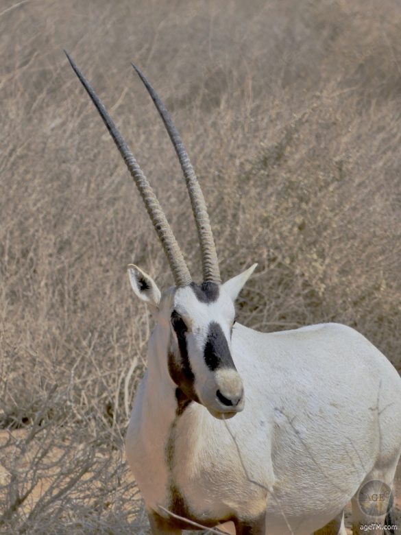 Oryx Antilope RNCN Shaumari Wildlife Reserve Jordanien