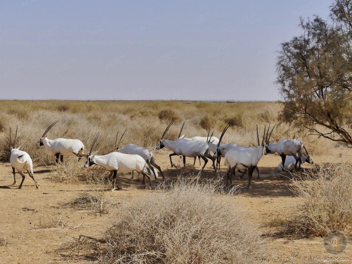 Oryx Antilopen RNCN Shaumari Wildlife Reserve Jordanien
