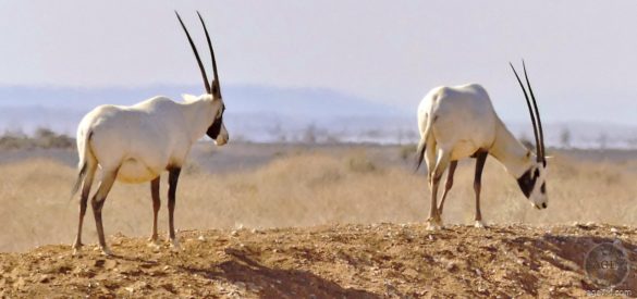 Oryx Antilopen im RNCN Schutzgebiet Shaumari Wildlife Reserve Jordanien