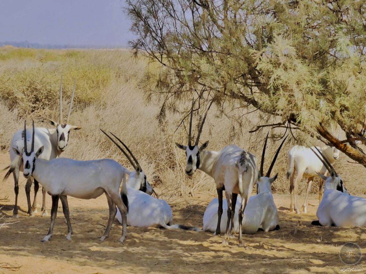 Oryx Antilopen im RNCN Shaumari Wildlife Reserve Jordanien