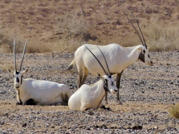 Oryx Gruppe im RNCN Shaumari Wildlife Reserve Jordanien