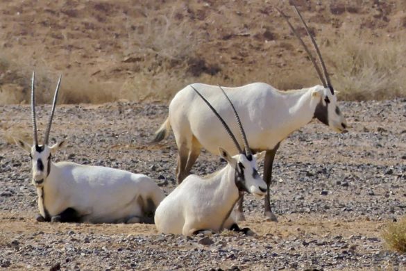 Oryx Gruppe im RNCN Shaumari Wildlife Reserve Jordanien