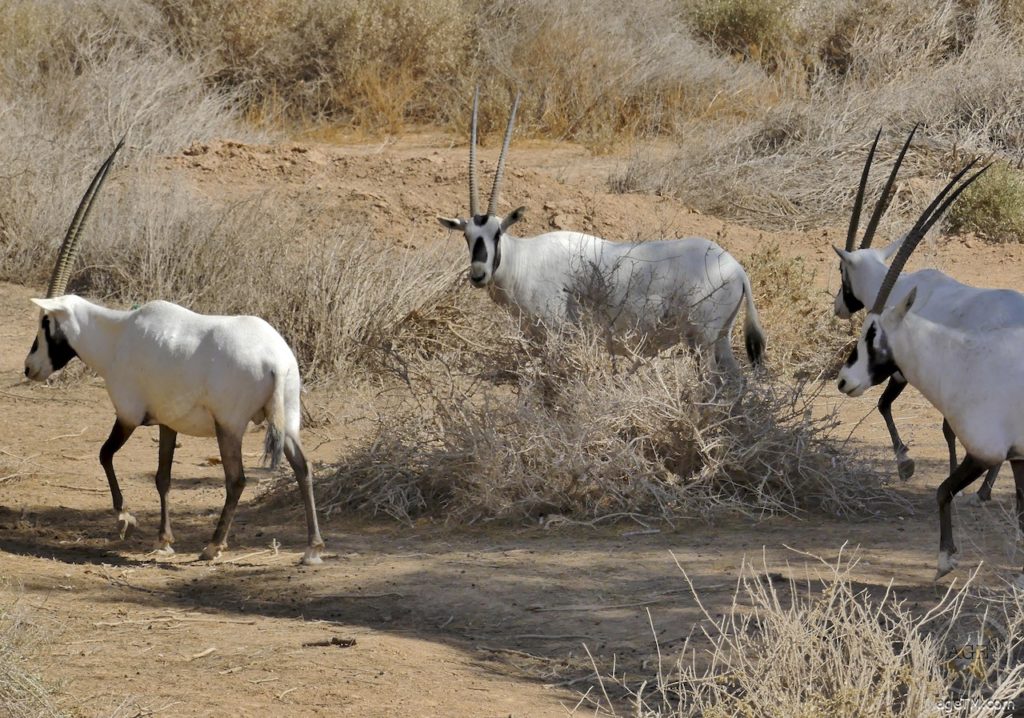 Oryx Herde im RNCN Shaumari Wildlife Reserve Jordanien