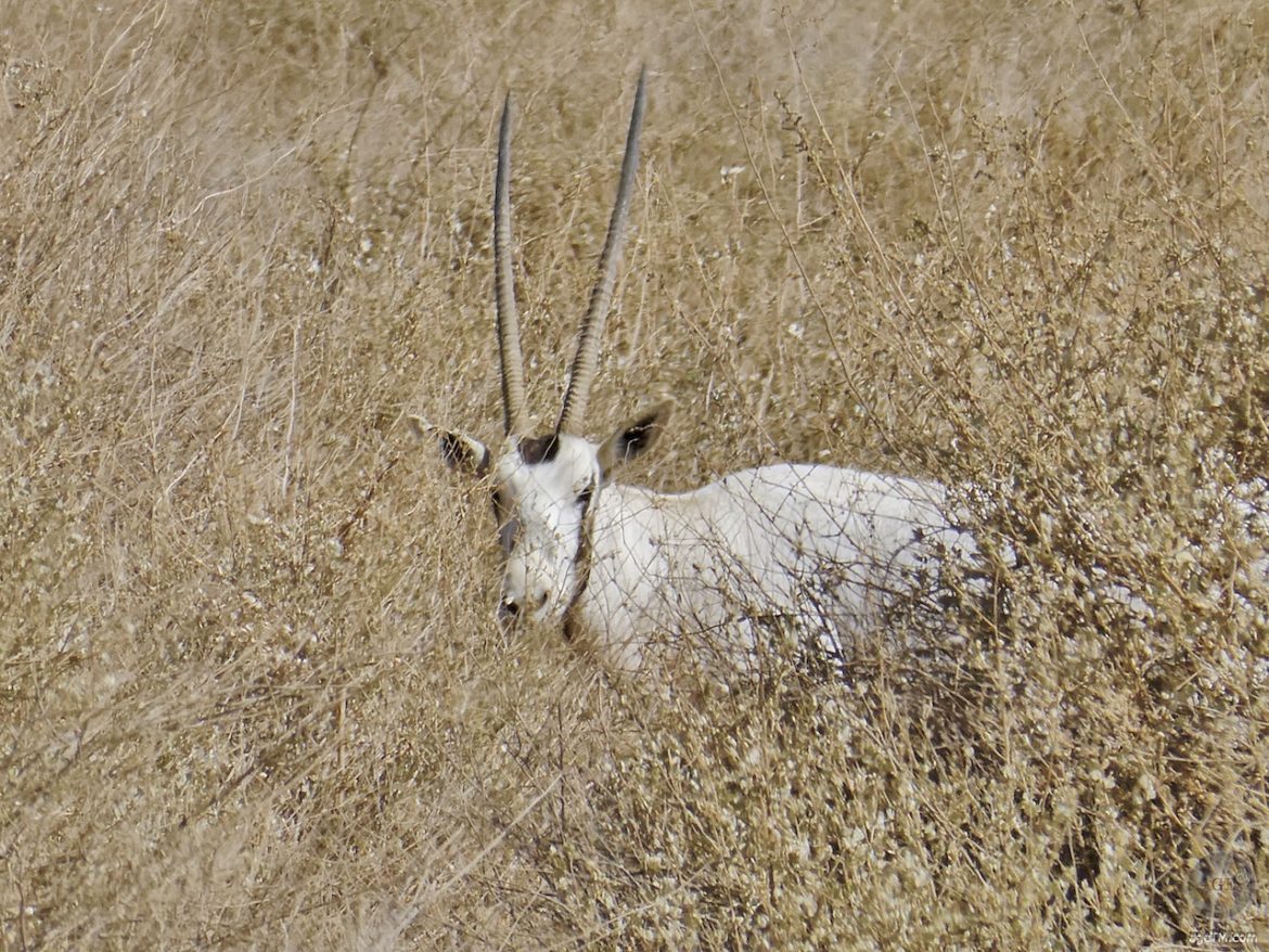 Oryx Sichtung bei der Safari im RNCN Shaumari Wildlife Reserve Jordanien
