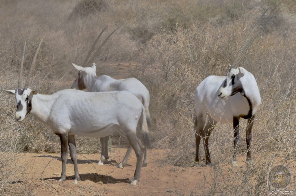 Oryx im RNCN Shaumari Wildlife Reserve Jordanien