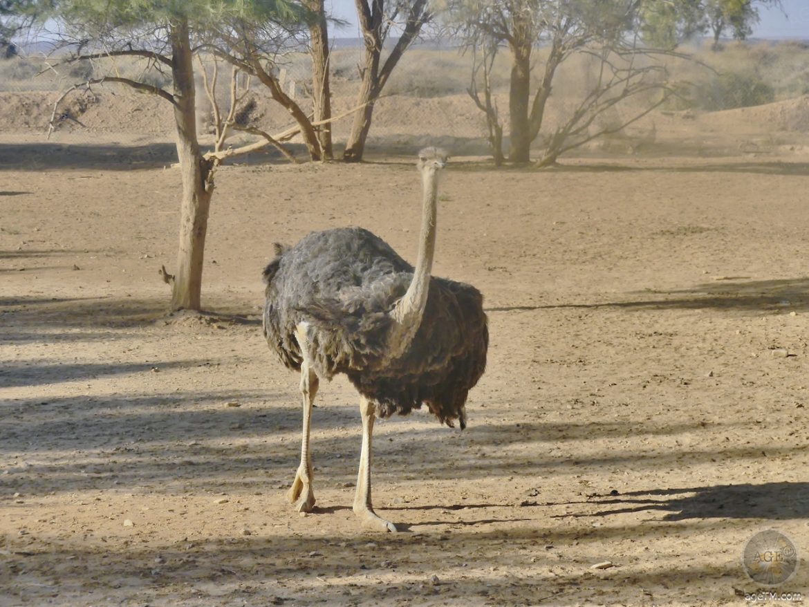 Strauss im RNCN Shaumari Wildlife Reserve Jordanien