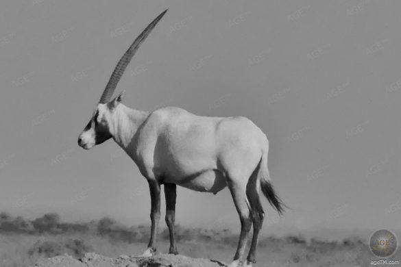 Weiße Oryx Antilope RNCN Shaumari Wildlife Reserve Jordanien
