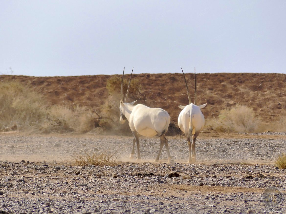 Weiße arabische Oryx Antilopen RNCN Shaumari Wildlife Reserve Jordanien