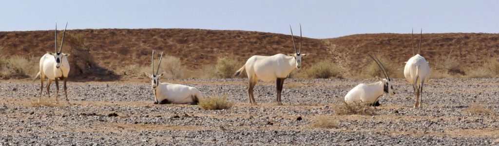 Weiße arabische Oryx Antilopen RNCN Shaumari Wildlife Reserve Jordanien