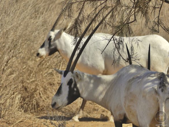 arabische Oryx Antilopen im RNCN Shaumari Wildlife Reserve Jordanien
