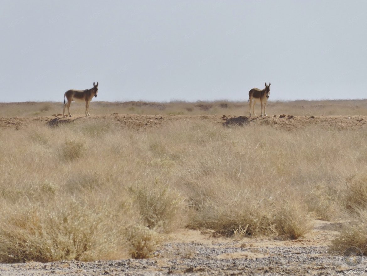 asiatische Wildesel im RNCN Shaumari Wildlife Reserve Jordanien