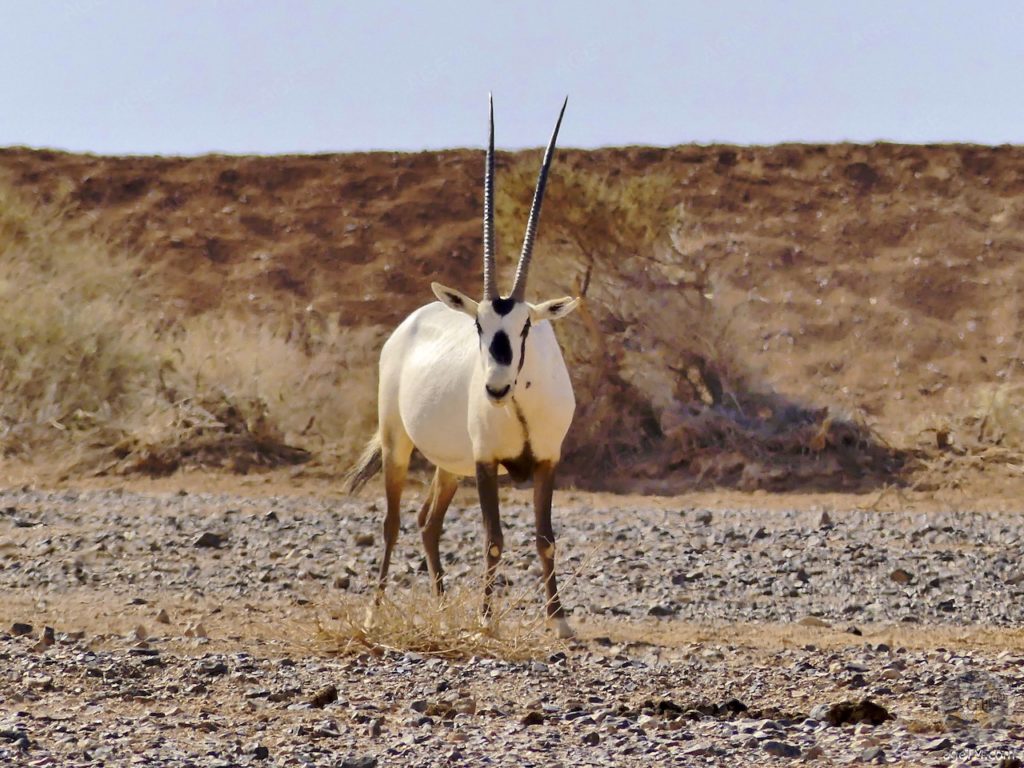 Weiße Oryx Antilope im RNCN Shaumari Wildlife Reserve Jordanien