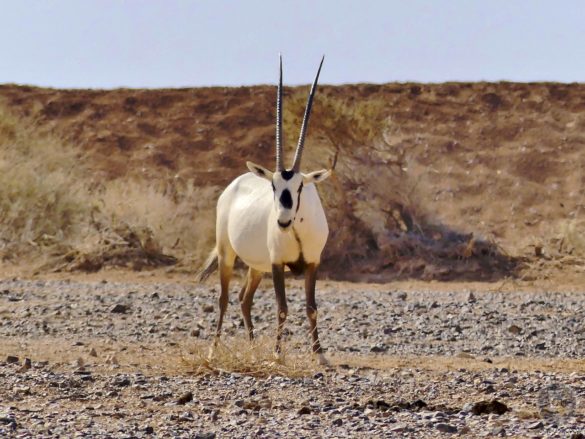 Weiße Oryx Antilope im RNCN Shaumari Wildlife Reserve Jordanien