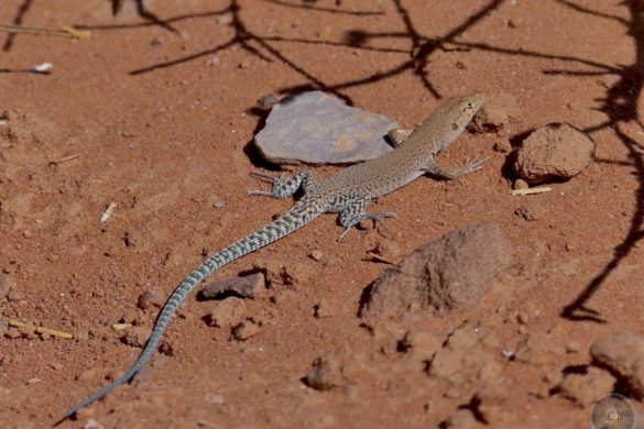 Echse in der Wüste von Wadi Rum Jordanien