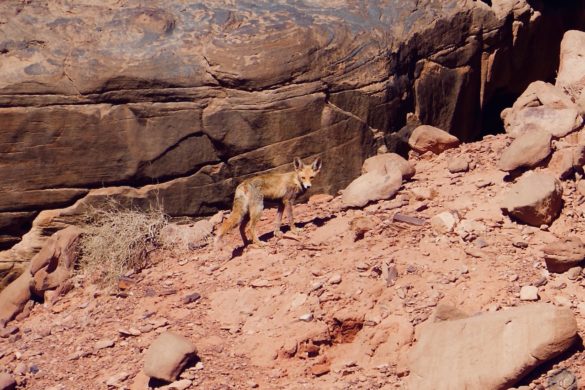 Fuchs in der Wüste Wadi Rum Jordanien