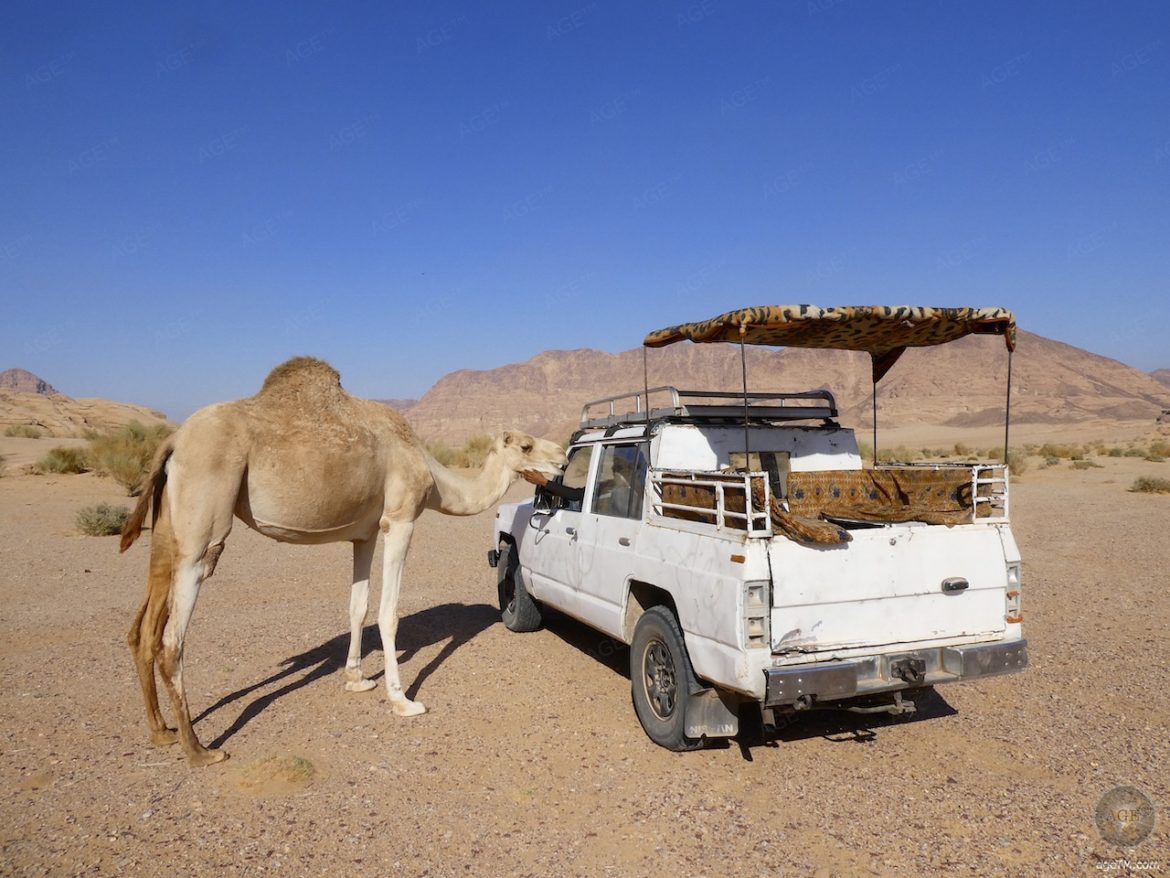 Jeep Safari mit Kamel in der Wüste von Wadi Rum Jordanien