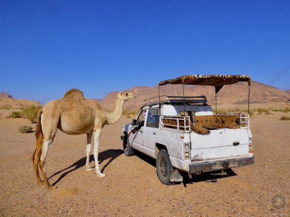 Kamel bei der Jeep-Tour in der Wüste von Wadi Rum Jordanien