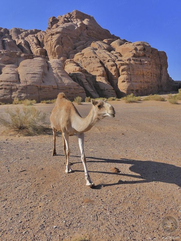 Kamele - Magie der Wüste - Wadi Rum UNESCO Welterbe Jordanien
