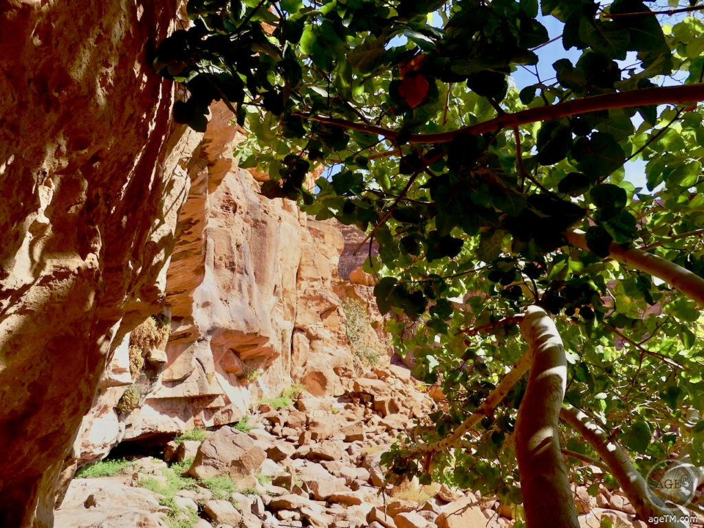 Lawrence von Arabien Lawrence Spring in der Wüste von Wadi-Rum Jordanien