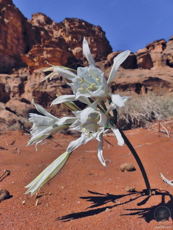 Das Foto zeigt eine Wüstenblume in der Wüste Wadi Rum in Jordanien. Die Wüste gehört zum Welterbe der UNESCO.