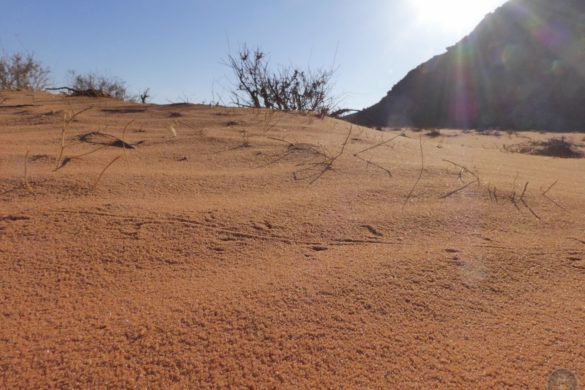 Tierspuren in der Wüste von Wadi Rum Jordanien