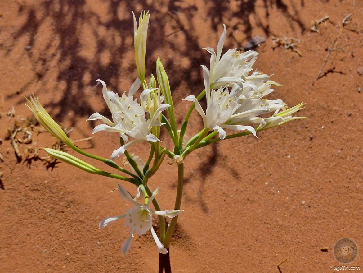 Das Fotos zeigt eine Wüstenblume in der Wüste Wadi Rum Jordanien. Thema: Natur und Ökosysteme. Die Wüste Wadi Rum birgt viele Geschenke, die wir entdecken können, wenn wir die Magie dieses einzigartigen Ortes mit offenen Augen und offenen Herzen genießen.