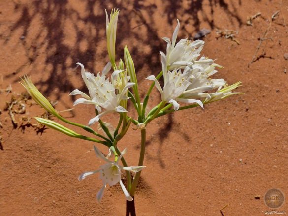 Caminata por el desierto: la magia del desierto de Wadi Rum en Jordania La foto muestra una flor del desierto en el desierto de Wadi Rum Jordania. Tema: naturaleza y ecosistemas. El desierto de Wadi Rum guarda muchos regalos que podemos descubrir si disfrutamos de la magia de este lugar único con los ojos y el corazón abiertos.