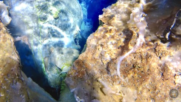 Abstrakte Pflanzen in der Silfra Spalte - Tauchen und Schnorcheln im Thingvelir Nationalpark Island