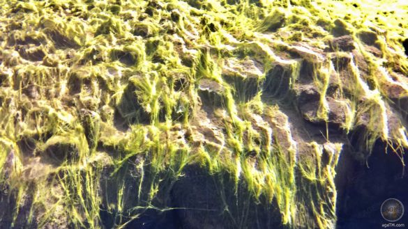 Algen und Farbenpracht beim Schnorcheln und Tauchen in der Silfra Spalte Thingvelir Nationalpark Island
