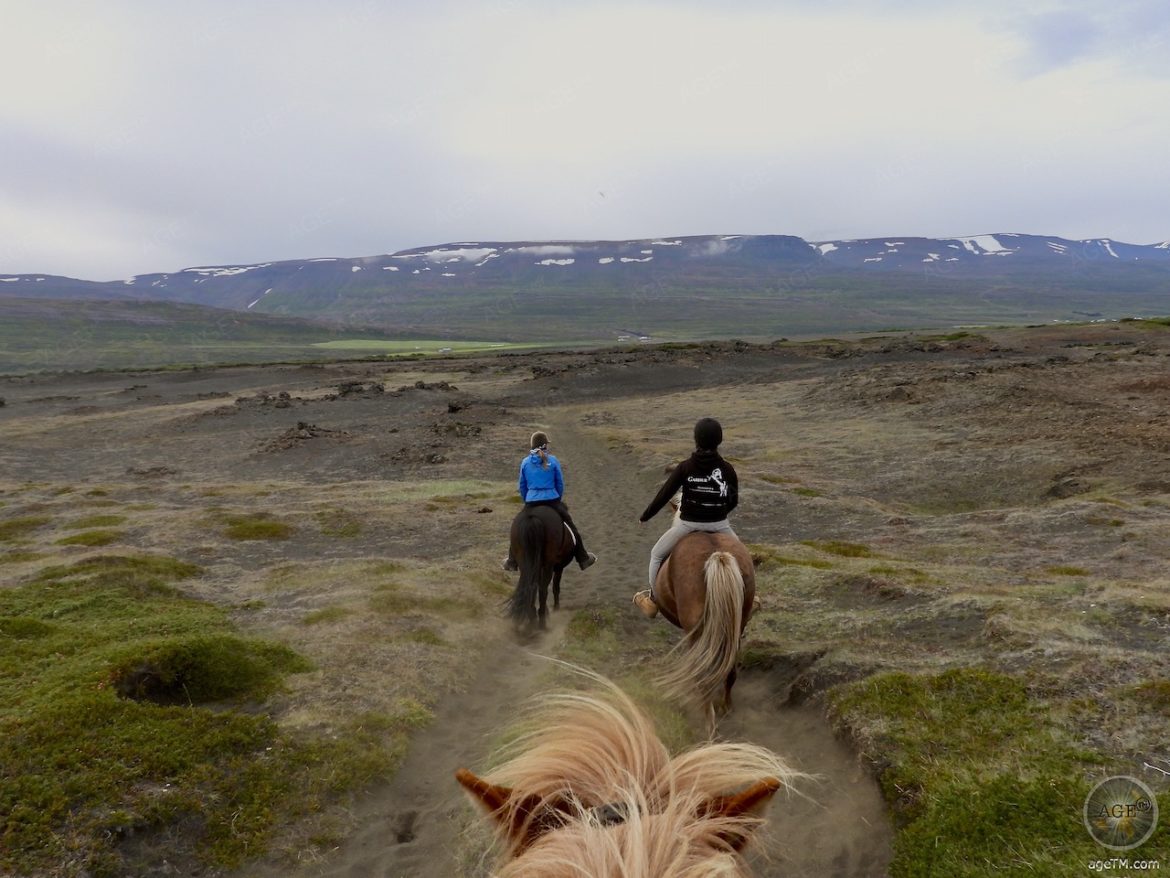 Islandpferde reiten - ein Spaß für die ganze Familie - gutmütige Isländer Pferde Reittour Island
