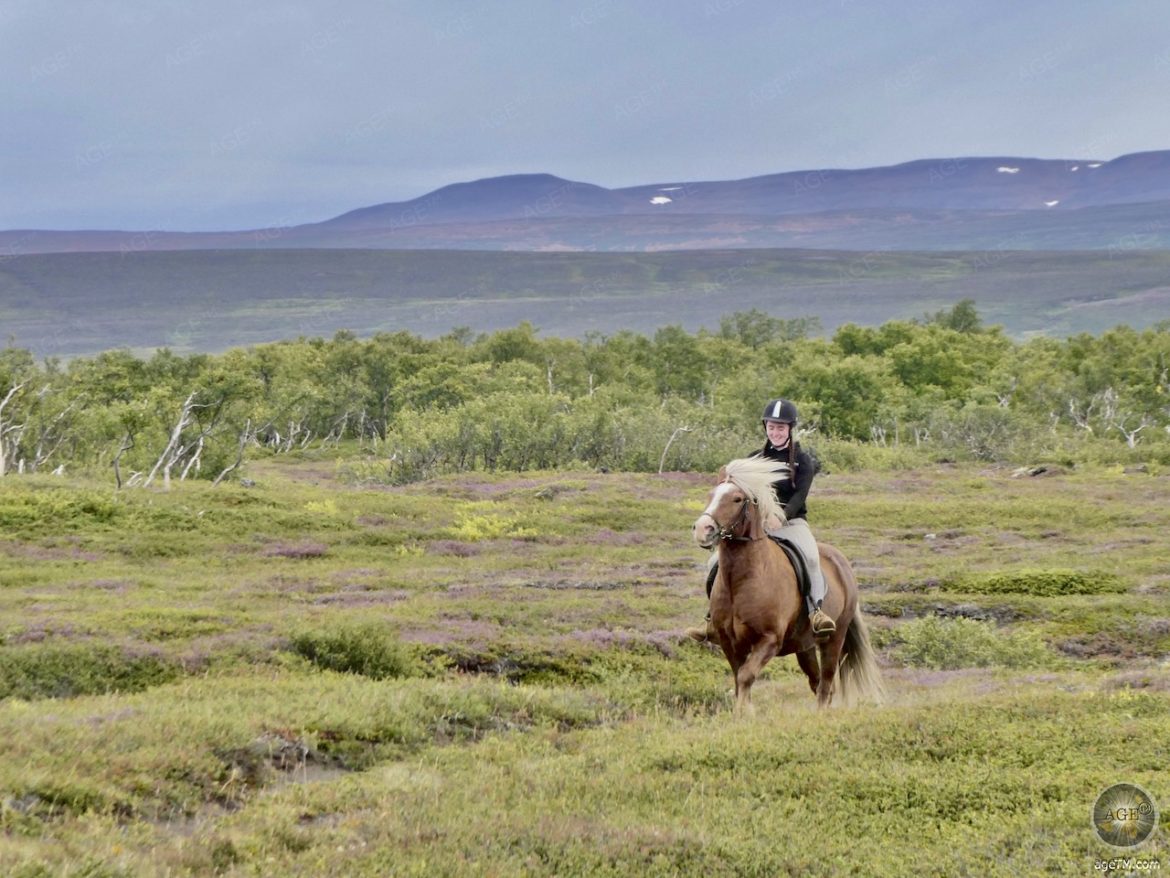 Reiten Isländer tölten - Islandpferde beherrschen 5 Gangarten - Reiturlaub in Island