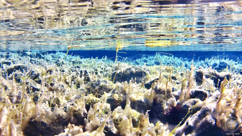 Sureale Unterwasserwelt in der Silfra Spalte - Schnorcheln und Tauchen im Thingvelir Nationalpark Island