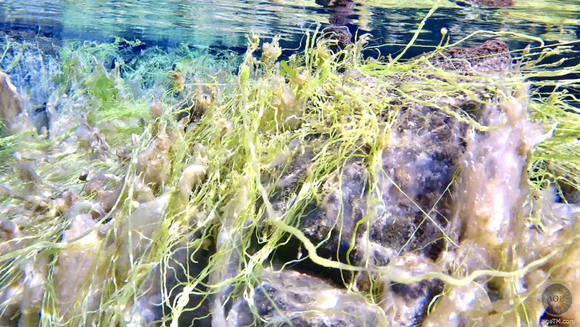 Unterwasserwelt Silfra Spalte Schnorcheln und Tauchen im Thingvelir Nationalpark Island