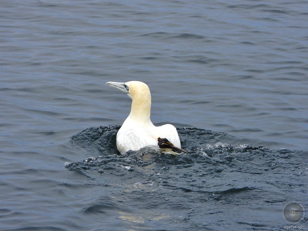 Basstölpel Seevogel beim Whale-Watching vor Reykjavik mit Elding Iceland