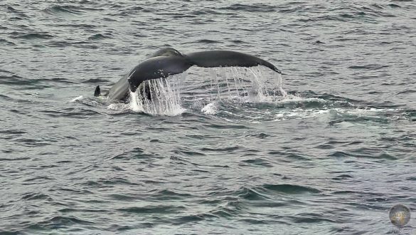 Flukenschlag eines Buckelwals beim Abtauchen. Whale Watching in Island mit North Sailing Husavik Iceland