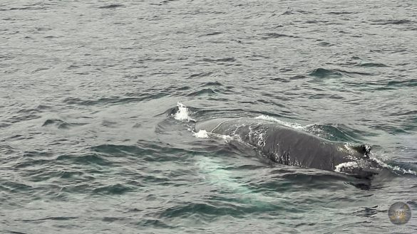 Buckelwal Seitenansicht - Whale Watching in Island mit North Sailing Husavik Iceland