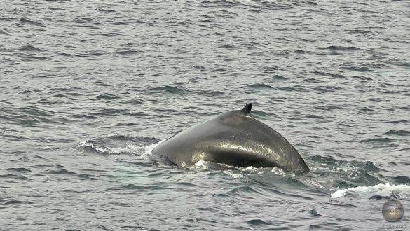 Buckelwal beim Abtauchen - Whale Watching in Island mit North Sailing Husavik Iceland