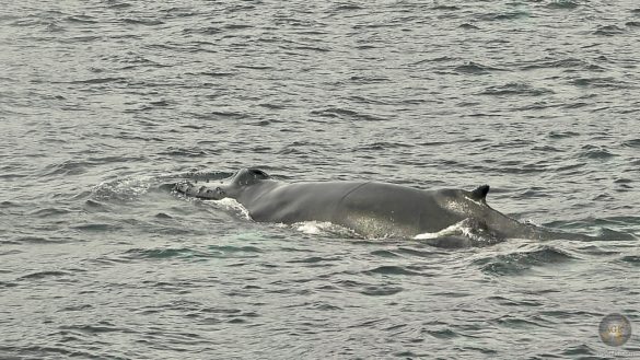 Buckelwal beim Whale Watching in Island mit North Sailing Husavik Iceland - Buckelwal Steckbrief