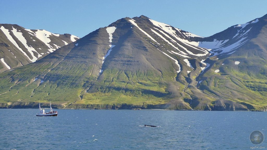 Buckelwal und traditionelles isländisches Eichenboot - Wal-Tour Dalvik Nord-Island - Whale-Watching Iceland