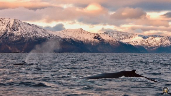 Buckelwale (Megaptera novaeangliae) Walbeobachtung in Skjervoy Norwegen mit Lofoten-Opplevelser