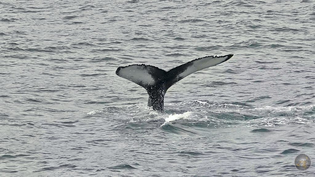 Foto bei der Walbeobachtung. Da jede Schwanzflosse einmalig ist lassen sich z.B. Buckelwale über die Flinken identifizieren. Aufgenommen beim Whale Watching in Island mit North Sailing Husavik Iceland.