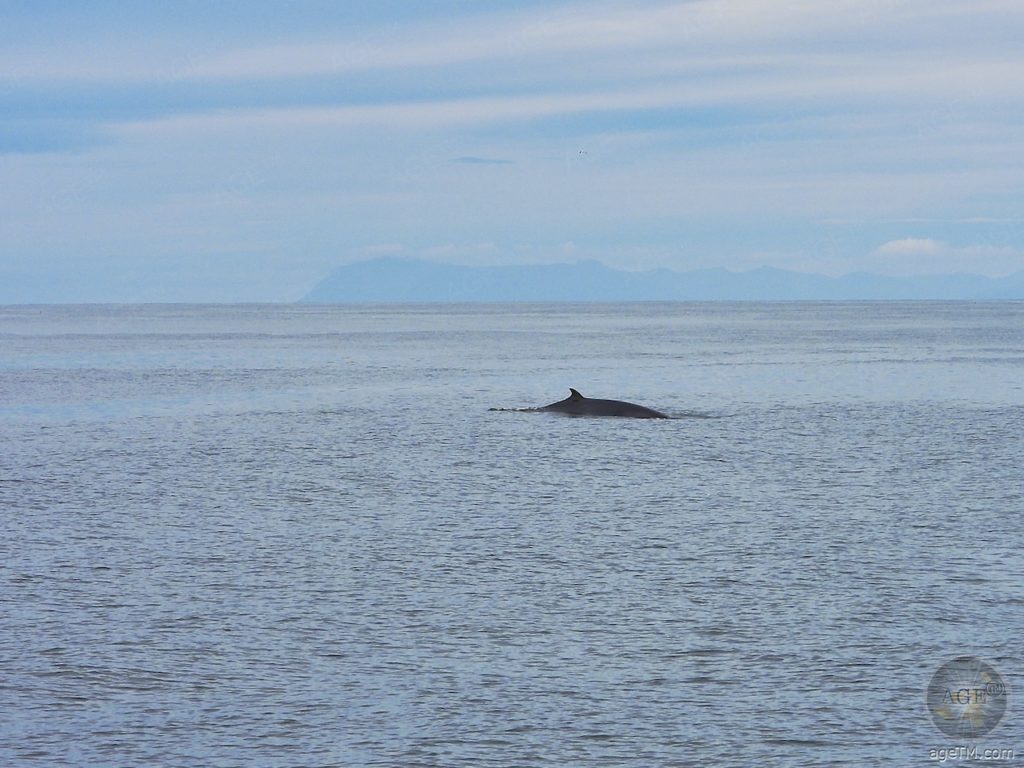 Minkwal Wal-Tour vor Reykjavik Island - Whale-Watching Iceland