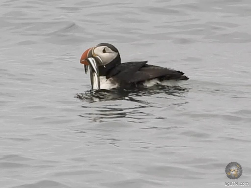 Puffin mit Fischen beim Whale Watching mit Elding - Reykjavik Island