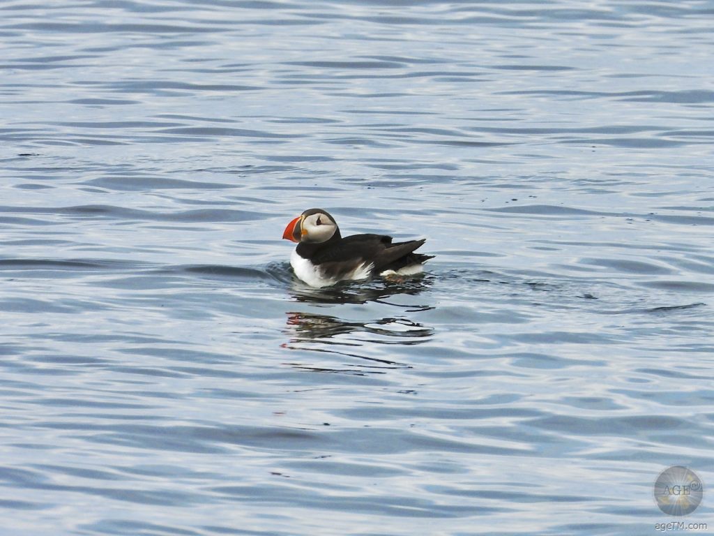 Puffin vor Reykjavik Island beim Whale-Watching mit Elding Iceland